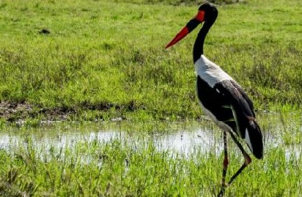Cicogna dal becco a sella in una zona umida del Kenya