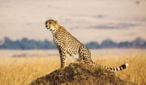Ghepardo su un termitaio nella savana del Masai Mara