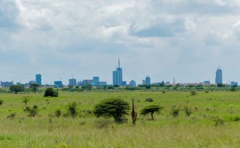 Giraffa nel Parco Nazionale di Nairobi con lo skyline della citta sullo sfondo