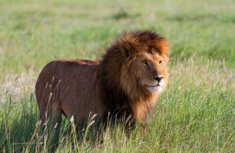 Leone maschio nella savana del Masai Mara durante la stagione delle piogge