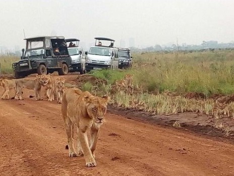 Veicoli safari osservano un branco di leoni durante la stagione della Grande Migrazione