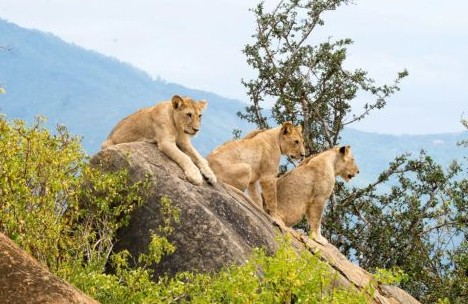 Leoncini del Masai Mara appoggiati su un masso di granito