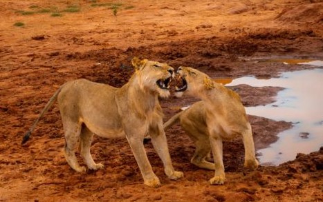 Due leonesse vicino a una pozza d'acqua su terreno arido, tipico della stagione secca