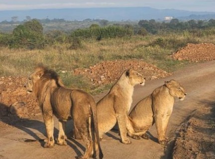 Leonesse su una pista sterrata nella riserva del Masai Mara