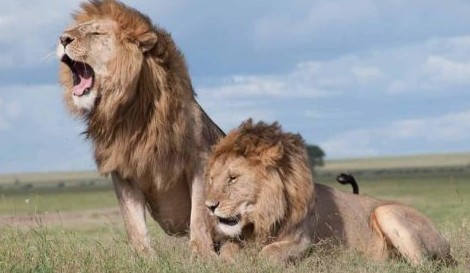 Due leoni maschi nella savana del Masai Mara, uno dei due ruggisce
