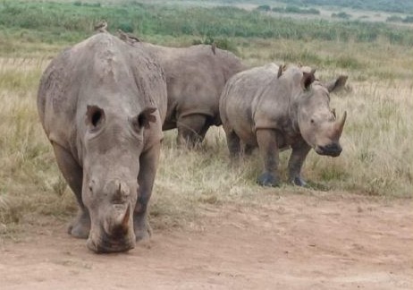 Due rinoceronti bianchi nella savana keniota
