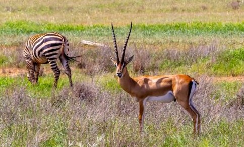 Zebra e gazzella di Thomson nella savana del Kenya